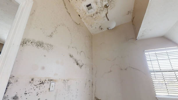 Best Mold Prevention Services  in Lowell, OR