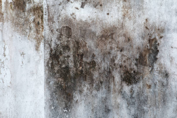 Best Attic Mold Removal  in Lowell, OR