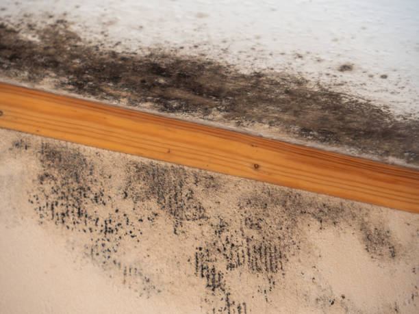 Mold Documentation for Insurance Claims in Lowell, OR